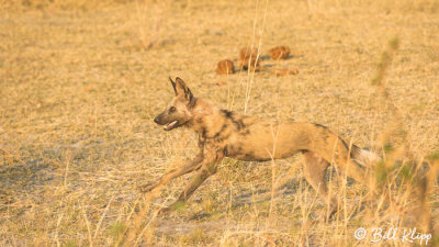 Wild Dogs hunting Impala, Selinda Camp  8