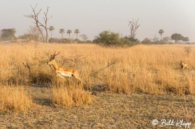 Wild Dogs hunting Impala, Selinda Camp  7