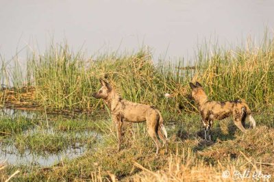 Wild Dogs hunting Impala, Selinda Camp  5