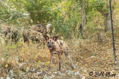 Wild Dogs, Selinda Camp  4