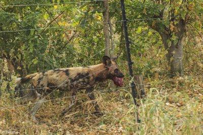 Wild Dogs, Selinda Camp  2