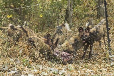 Wild Dogs, Selinda Camp  1