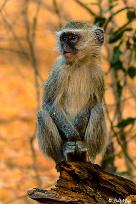 Vervet Monkey, Victoria Falls  1