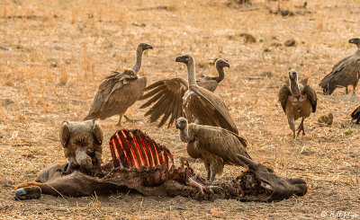 Vulture, Hwange Ntl Park  1