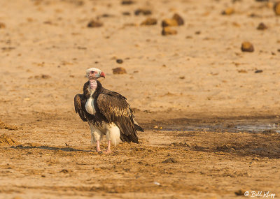 White Backed Vulture, Hwange Ntl Park  1