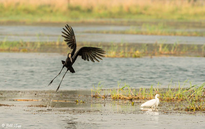 Black Stork, Mana Pools Ntl. Park  1