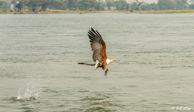 Fish Eagle, Mana Pools Ntl. Park  2