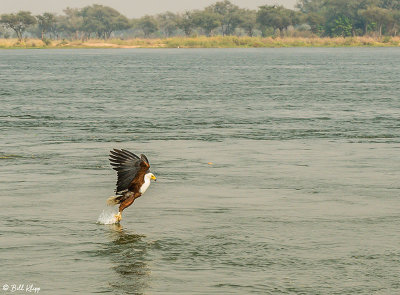 Fish Eagle, Mana Pools Ntl. Park  3