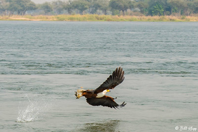 Fish Eagle, Mana Pools Ntl. Park  4