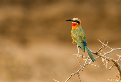 White Fronted Bee Eater, Mana Pools Ntl. Park  1