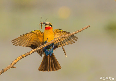 White Fronted Bee Eater, Mana Pools Ntl. Park  2