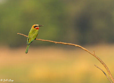 White Fronted Bee Eater, Mana Pools Ntl. Park  3