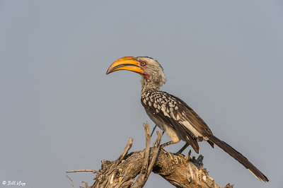 Yellow Billed Hornbill, Hwange Ntl Park  1