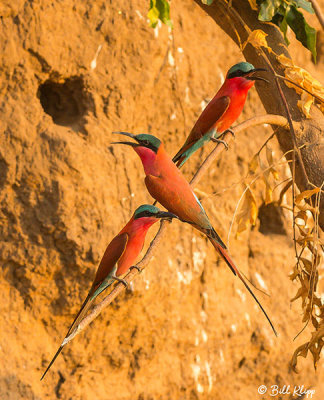 Carmine Bee Eater, Mana Pools Ntl. Park  3