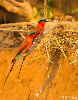 Carmine Bee Eater, Mana Pools Ntl. Park  5