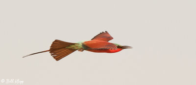 Carmine Bee Eater, Mana Pools Ntl. Park  6