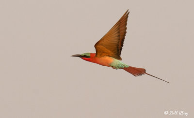 Carmine Bee Eater, Mana Pools Ntl. Park  7