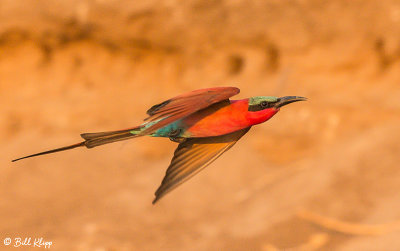 Carmine Bee Eater, Mana Pools Ntl. Park  10