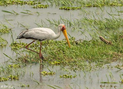 Yellowbilled Stork, Mana Pools Ntl. Park  1