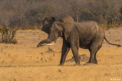 Elephants, Hwange Ntl Park  3