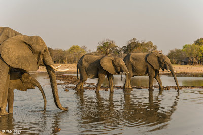 Elephants, Hwange Ntl Park  8