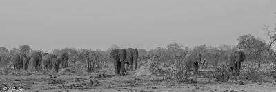 Elephants, Hwange Ntl Park  9