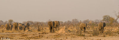 Elephants, Hwange Ntl Park  10