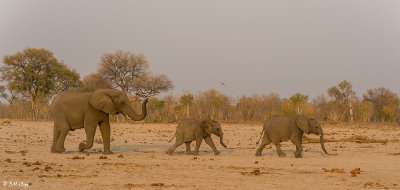 Elephants, Hwange Ntl Park  11