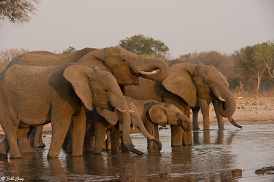 Elephants, Hwange Ntl Park  14