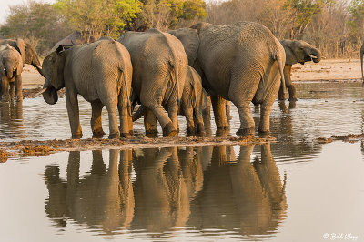 Elephants, Hwange Ntl Park  15