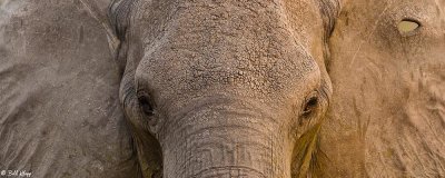 Elephants, Hwange Ntl Park  16