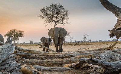 Elephants, Hwange Ntl Park  18