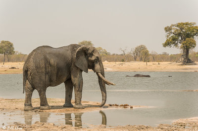 Elephants, Hwange Ntl Park  19