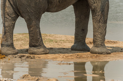 Elephants, Hwange Ntl Park  21