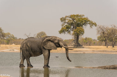 Elephants, Hwange Ntl Park  22