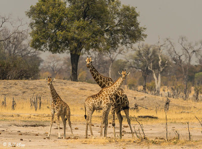 Giraffes, Hwange Ntl Park  1