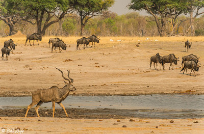 Greater Kudu, Hwange Ntl Park  1