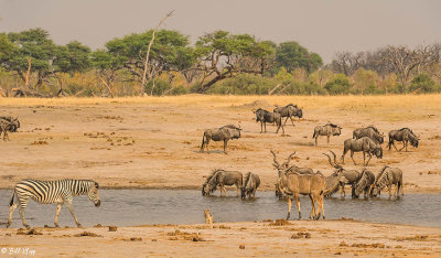 Greater Kudu, Hwange Ntl Park  2