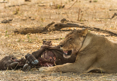 Lion with Cape Buffalo, Hwange Ntl Park  4