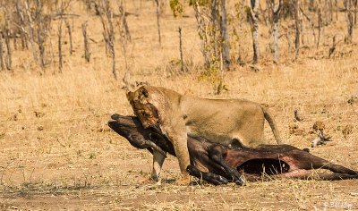 Lion with Cape Buffalo, Hwange Ntl Park  5