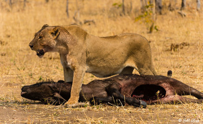 Lion with Cape Buffalo, Hwange Ntl Park  6