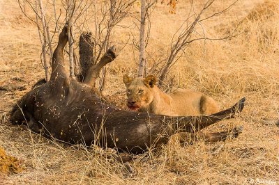 Lion with Cape Buffalo, Hwange Ntl Park  7