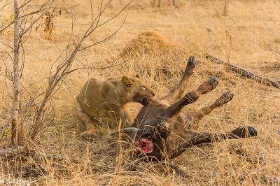 Lion with Cape Buffalo, Hwange Ntl Park  8