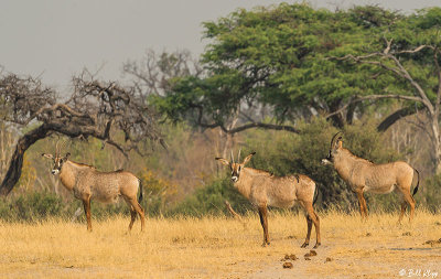 Roan Antelope, Hwange Ntl Park  1