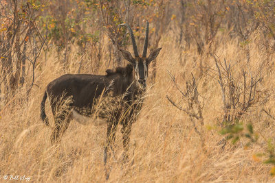 Sable Antelope, Hwange Ntl Park  2