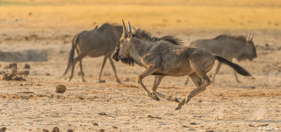 Wildbeests, Hwange Ntl Park  2