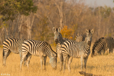 Zebras, Hwange Ntl Park  1