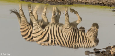 Zebras, Hwange Ntl Park  2