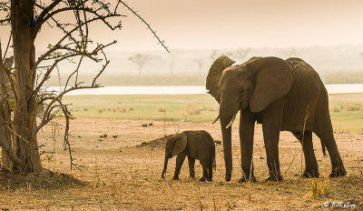 Elephants, Mana Pools Ntl. Park  25