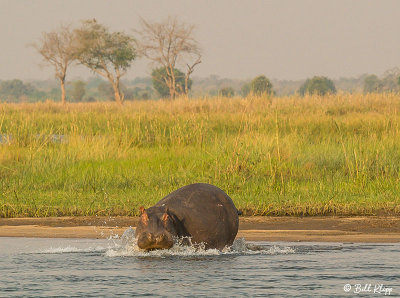 Hippo, Mana Pools Ntl. Park  1